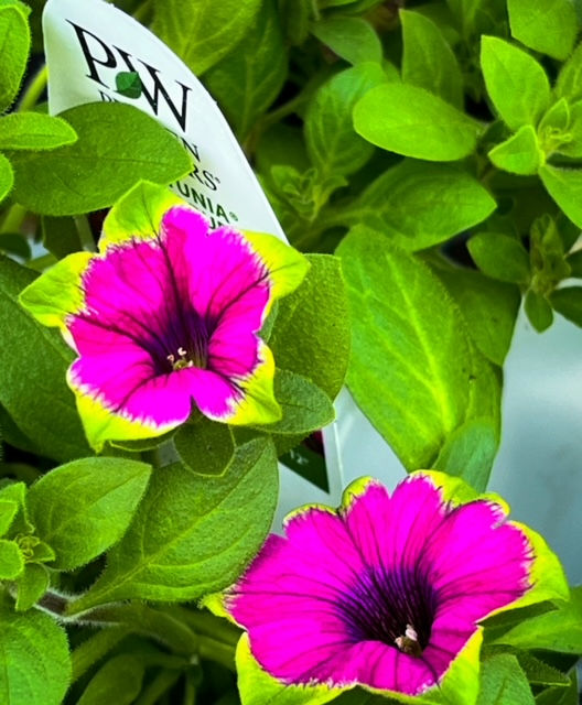 Supertunia®, Picasso in Purple