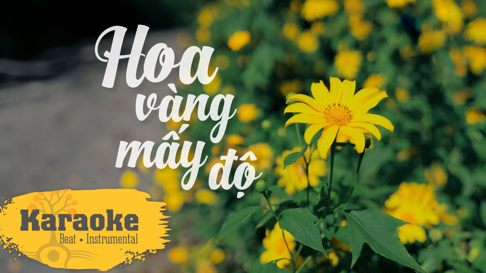 Hoa vàng mấy độ - Trịnh Công Sơn - Beat guitar Instrumental by Trịnh Gia Hưng