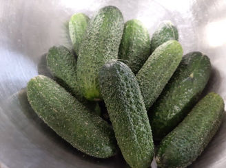 Salad or pickling cucumber.