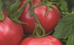 Tomate Rose de Berne.jpeg