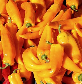 Poivron Corno di Bue Giallo