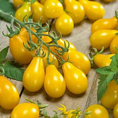 Tomate Poire Jaune