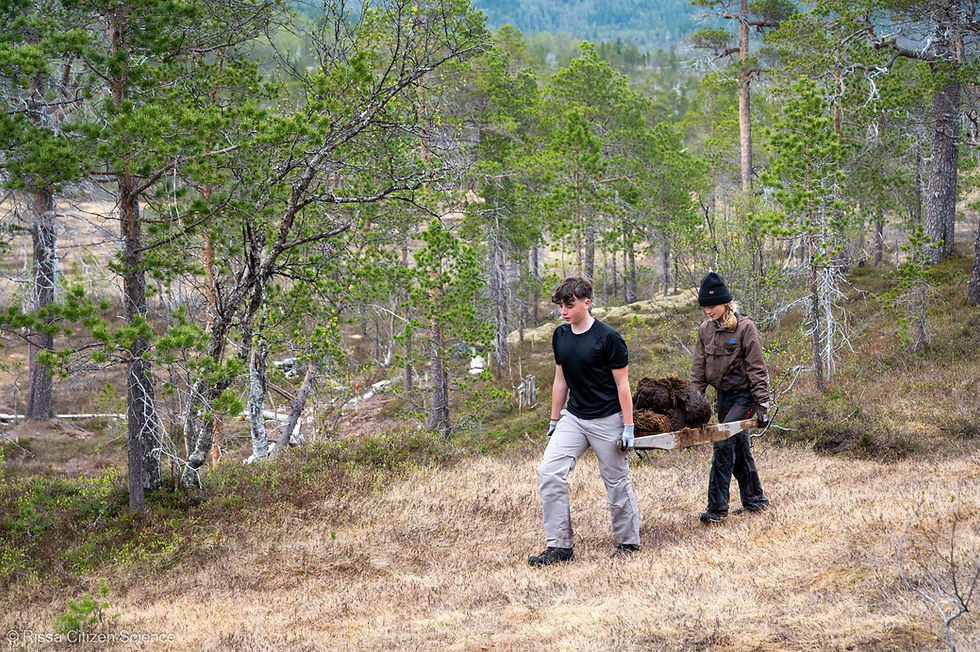 Two participants move peat around to stabilize a hiking trail in Ånderdalen National Park in 2025.