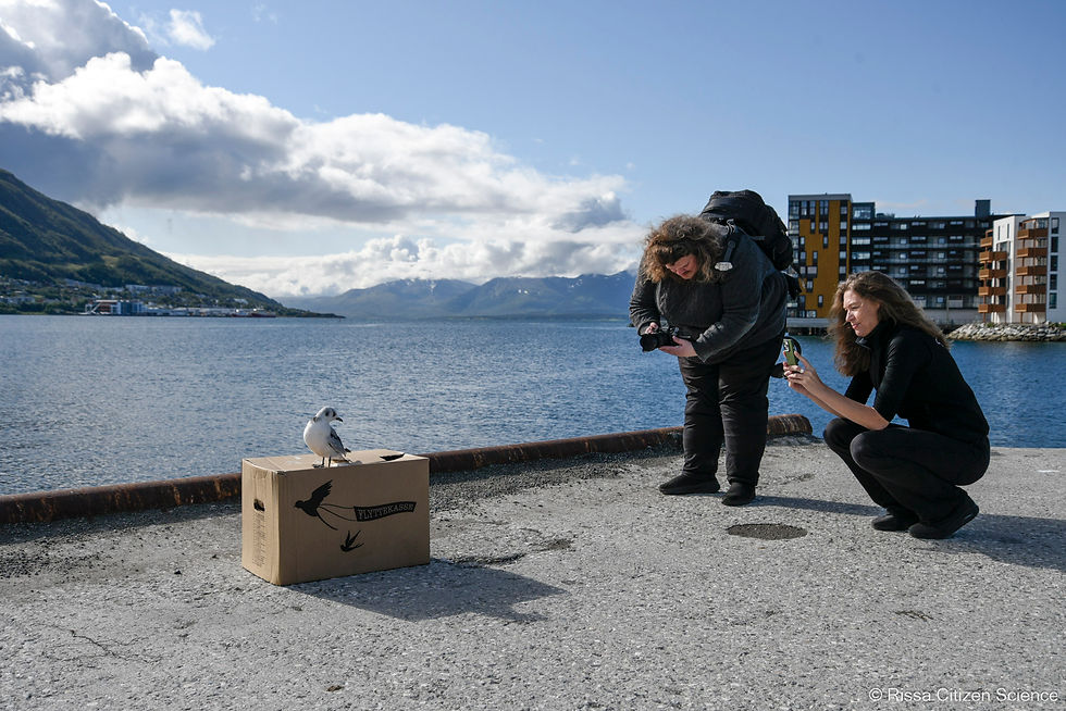 Two Kittiwalkers release a kittiwake in Tromsø on August 21, 2025.