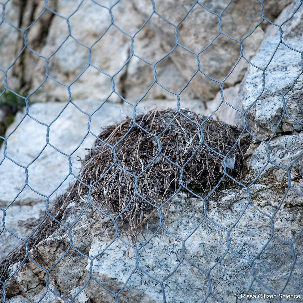 A kittiwake nest on the cliff behind Traasdhal in 2026.