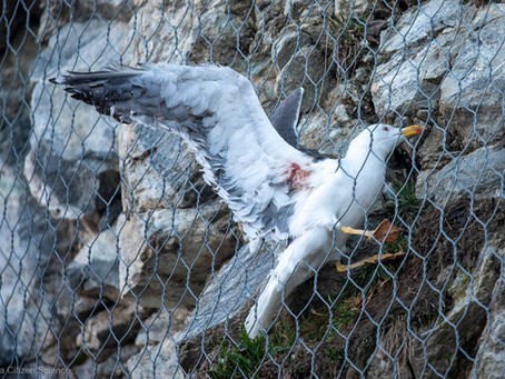a gull is trapped in a net behind Traasdhal in Tromsø