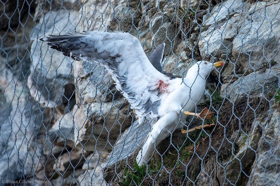 a gull is trapped in a net behind Traasdhal in Tromsø
