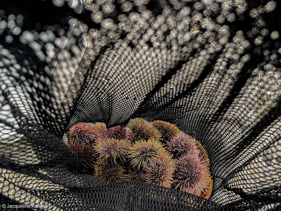 Sea urchins in a net in Tromsø, by Jacqueline Kärcher (analog photography).