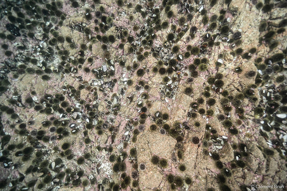 Typical urchin barren in Tromsø, Norway.