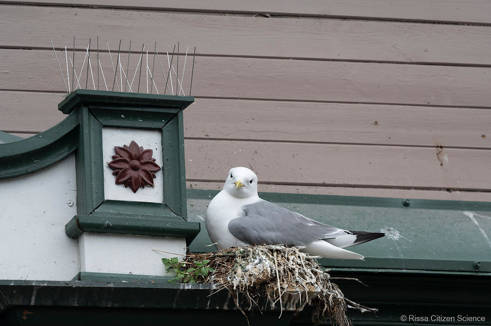 A kittiwake nesting on a building in Tromsø.