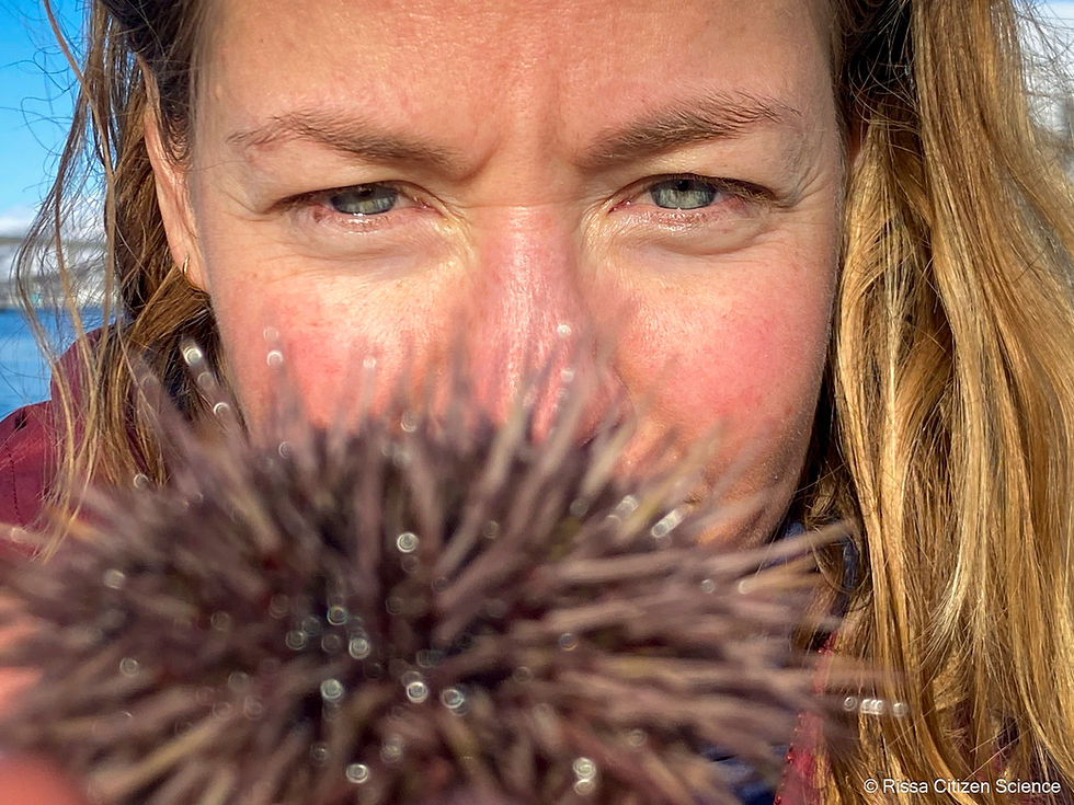 Through Ann Cools' lens: documenting the return of Tromsø’s kelp forests.