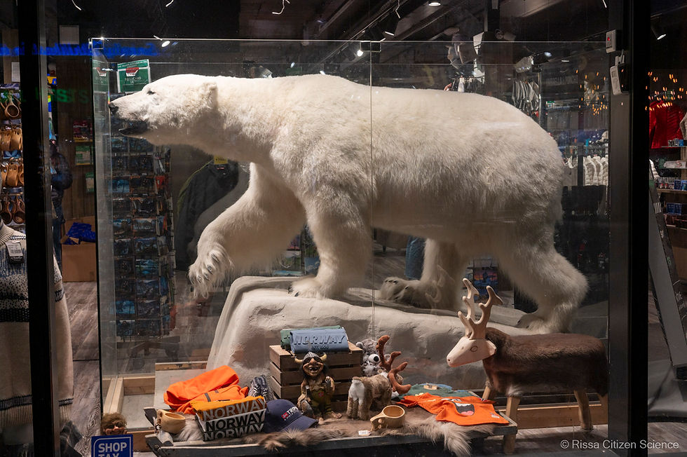 recent polat bear in one of the main souvenir shops in Tromsø