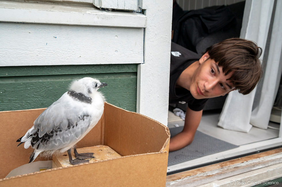 A rescued kittiwake chicks and a person meet for the first time.