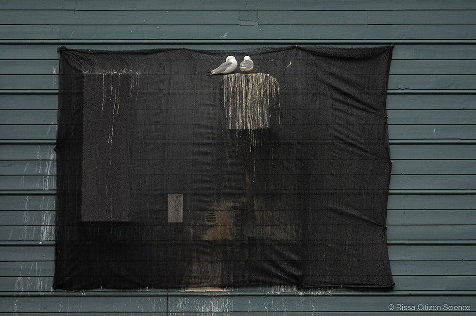 A net covers former kittiwake nests on Nestranda shopping center, Tromsø