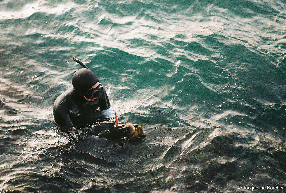 My First Encounter With the Urchin