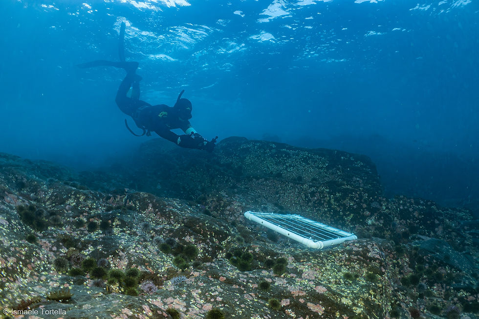 Typical view of the urchin barren before restoration in Øksfjord, with bare rock and large sea urchins.