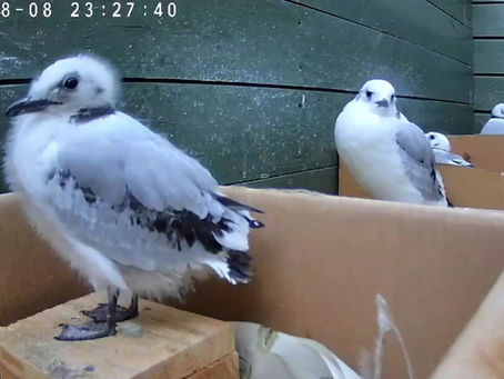 Tromsø kittiwake chicks being broadcasted online