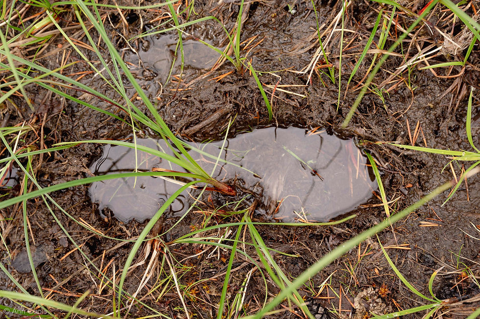 A footprint from a previous year, but still clearly visible in the peat.