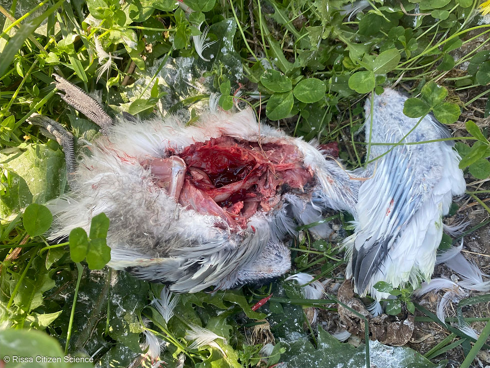 Another kittiwake chick claimed by predators before we could claim it.