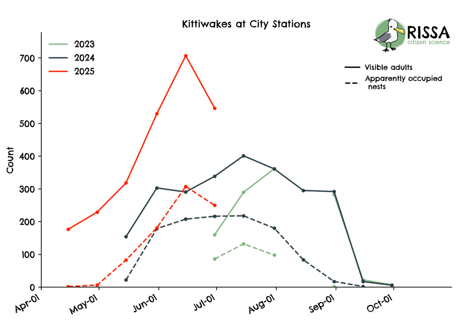 Kittiwake adults and nests in Tromsø city in 2024 and 2025.