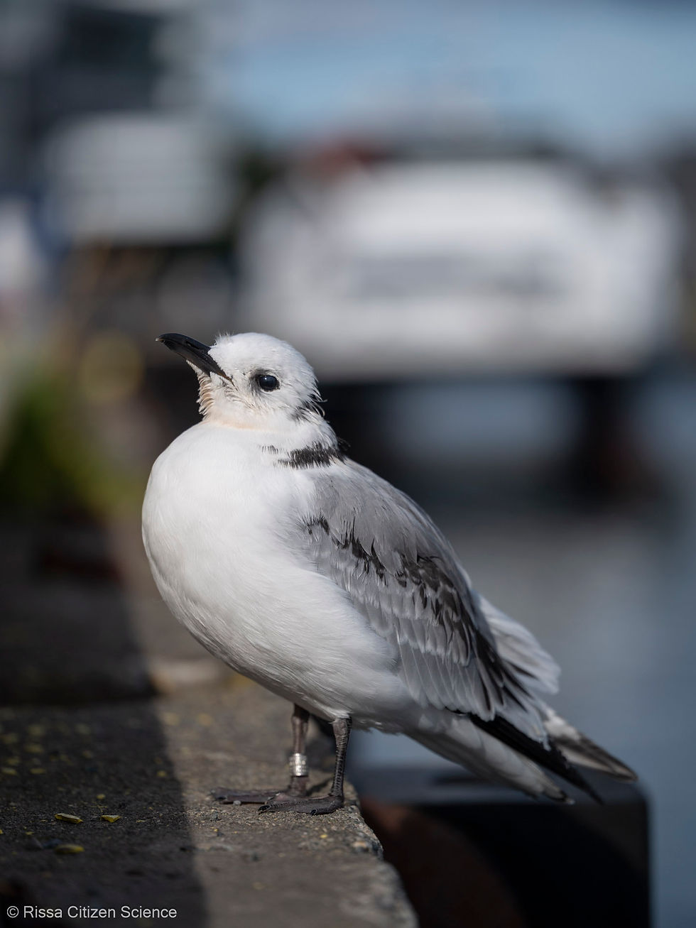 A kittiwake chick after it has been released by a Kittiwalker in Tromsø