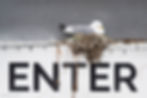 Kittiwakes nesting on a building in Tromsø city center.