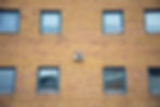 Kittiwakes nesting on a building in Tromsø city center.
