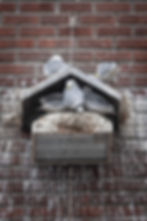 Kittiwakes nesting on a building in Tromsø city center.