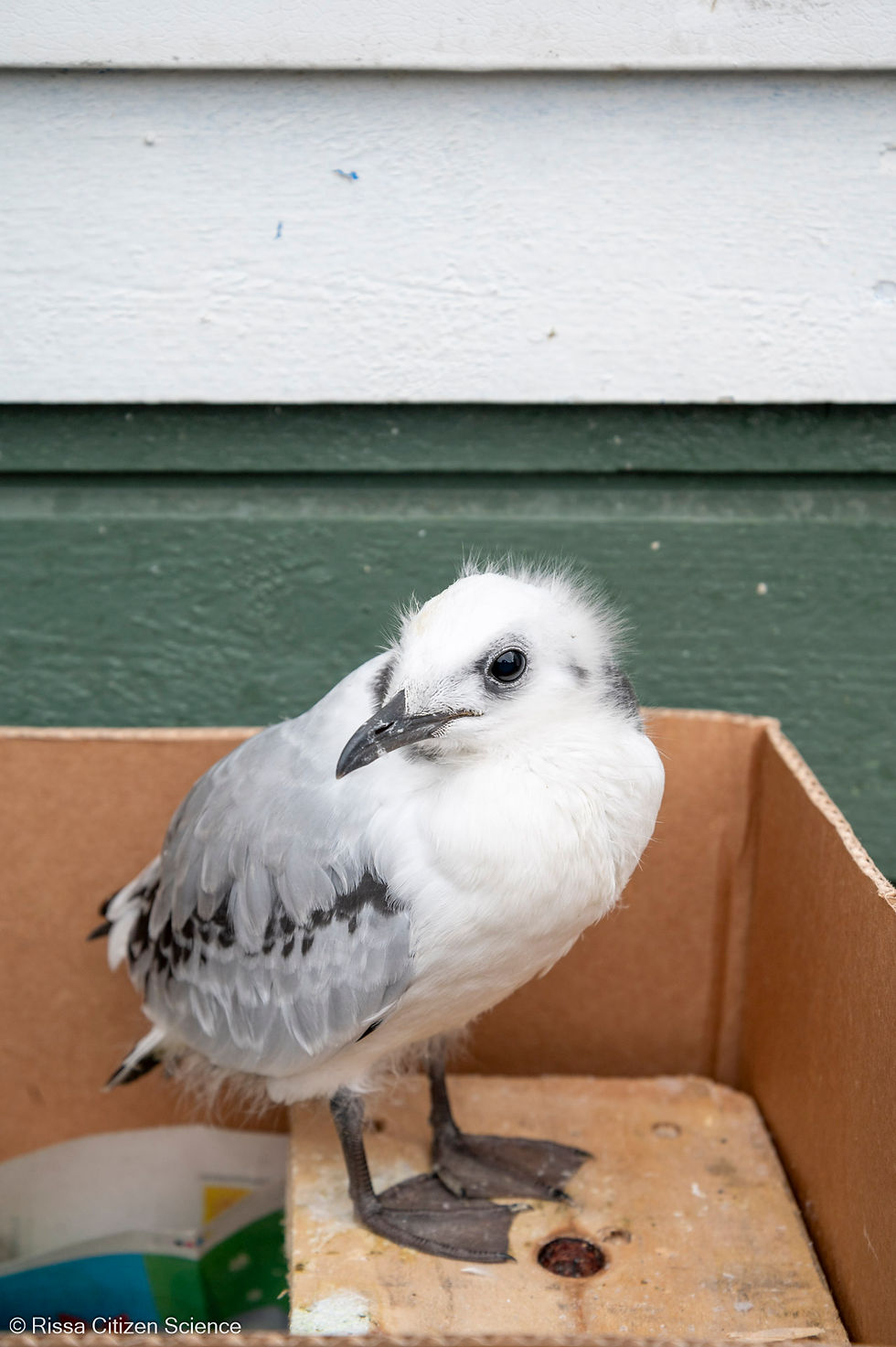 nother kittiwake chick claimed by predators before we could claim it.