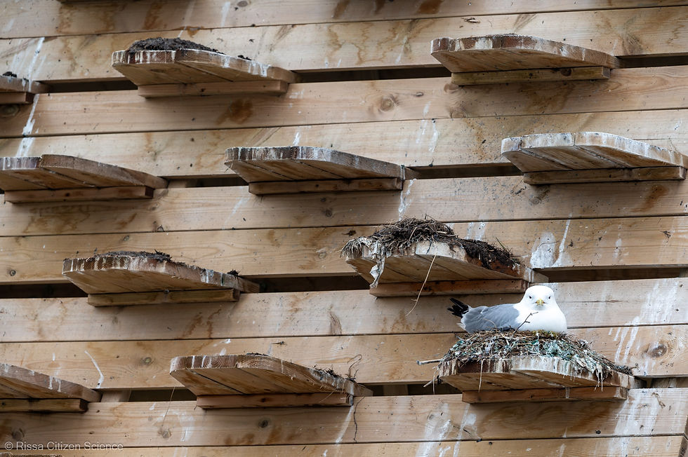 Kittiwake nesting on the Mack Øst kittiwake hotel in spring 2025.