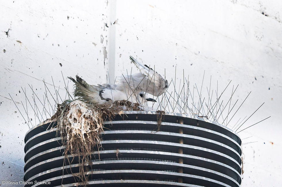 Kittiwake chick impaled on spikes on one of Pellerin AS buildings in Tromsø