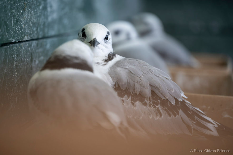 Rescued kittiwake chicks at the orphanage in Tromsø