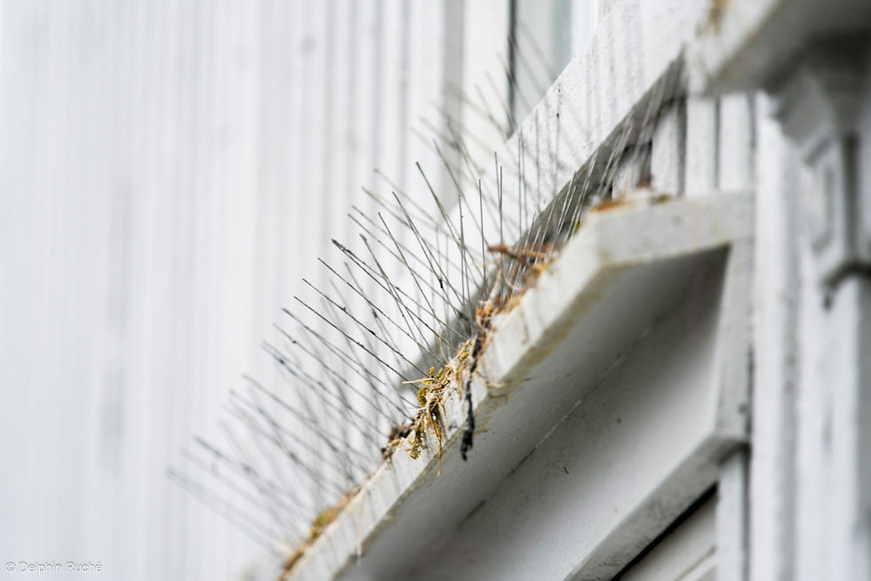 Anti-kittiwake spikes in Tromsø