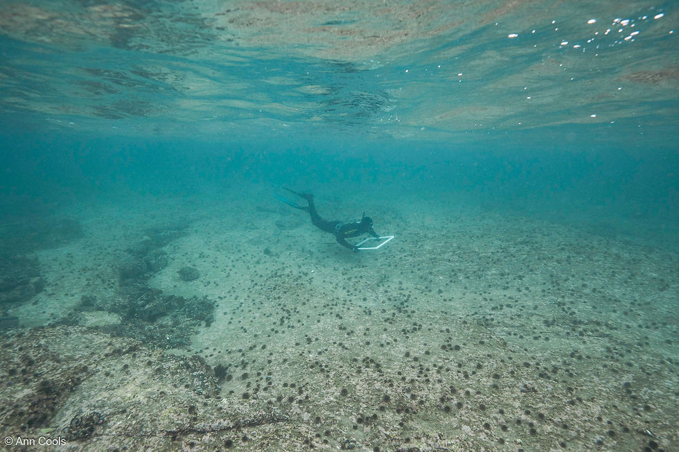 Rissa Citizen Science's kelp forest restoration site in Telegrafbukta in April 2025. 