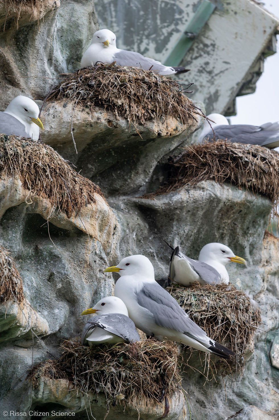 The most attractive kittiwake hotel in Tromsø. June 2026