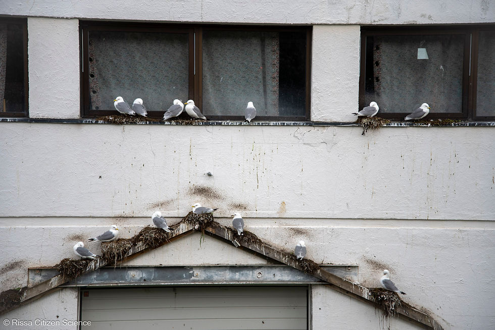 Kittiwake nesting on a building in Tromsø