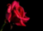 red-rose-320864_1280