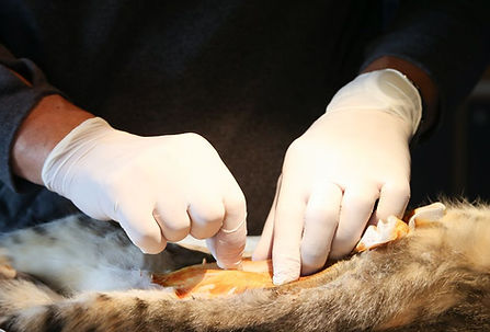 Kastration Katze.jpg