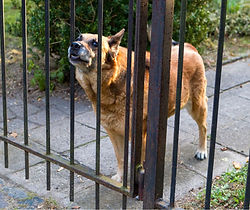 aggressiver Hund hinter Zaun.jpg