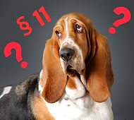 Basset.jpg