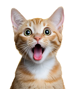 Kitten3_edited.png
