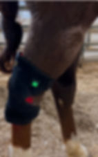 hock and knee wrap side view pair