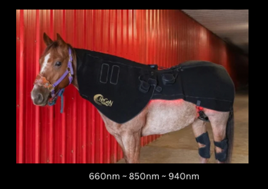 Horse wearing red light therapy pad for muscle and joint recovery