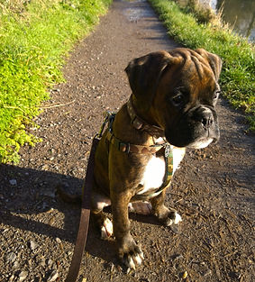Boxer puppy sat on a canal path