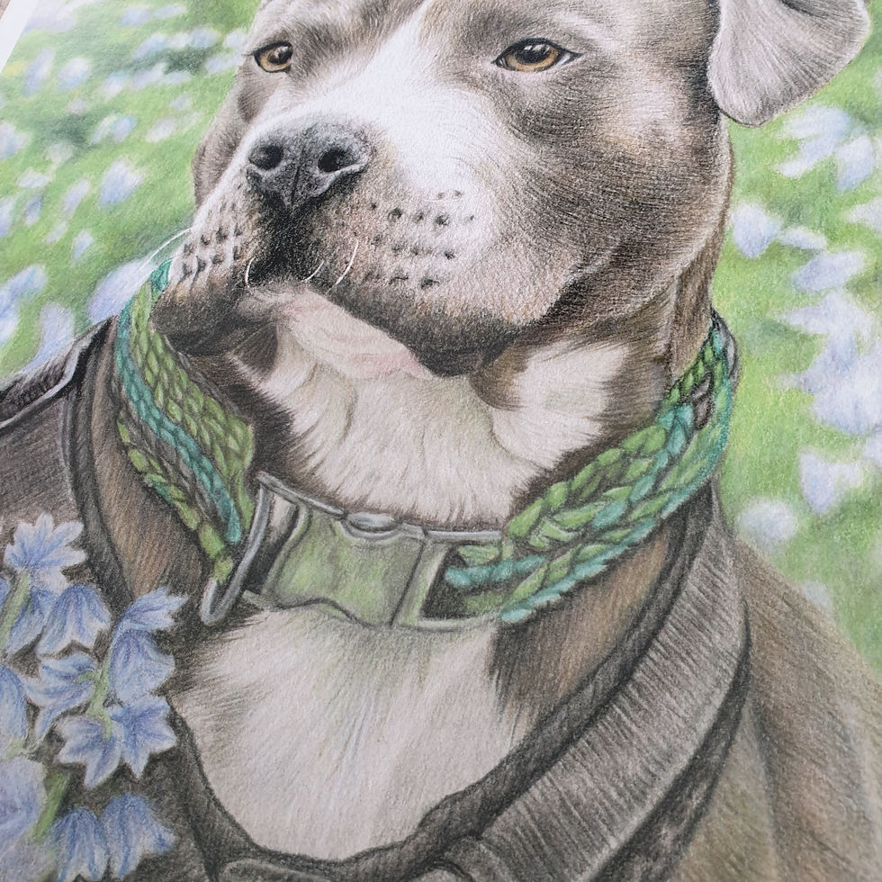 Thumbnail: 'Bluebell Bella' - print
