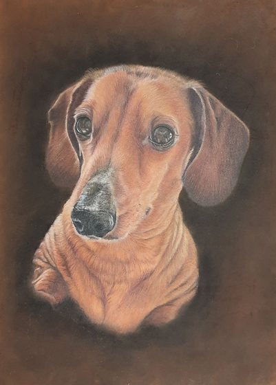 Alfie - Colour pencil