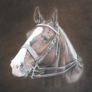 Horse drawn in soft Pastel