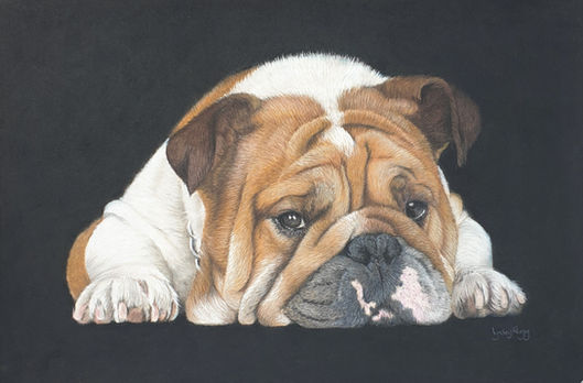 British Bulldog laying down.
