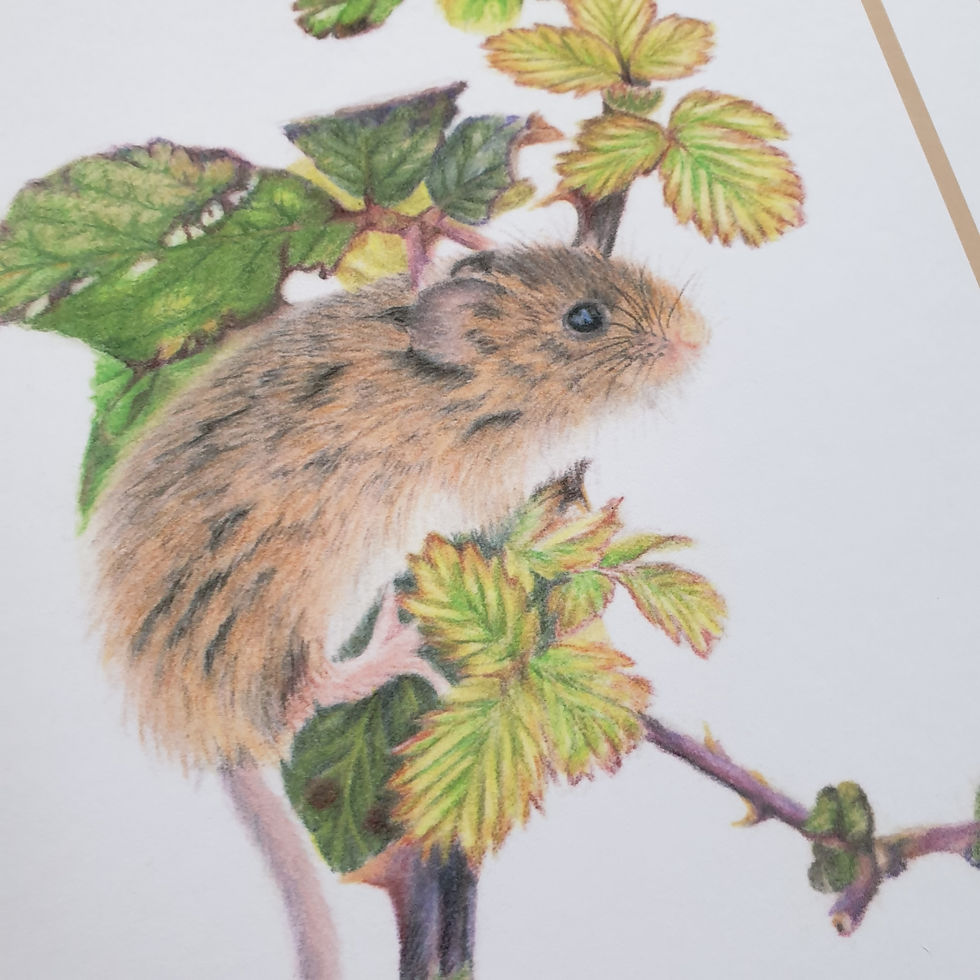 Thumbnail: 'The Bramble climber' - print