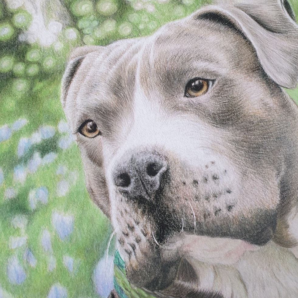 Thumbnail: 'Bluebell Bella' - print